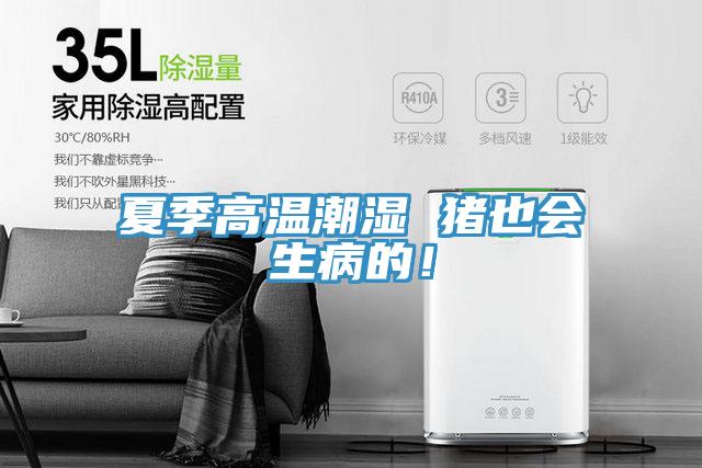 夏季高溫潮濕 豬也會生病的！