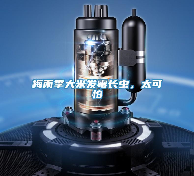 梅雨季大米發霉長蟲，太可怕