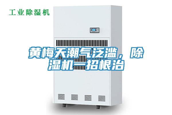 黃梅天潮氣泛濫，除濕機一招根治